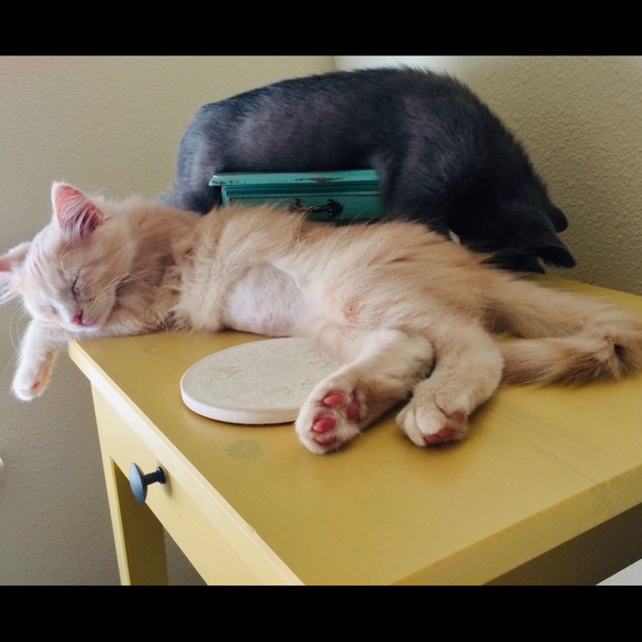 Meet your Posh Ambassador, Audrey Ann - Picture 3 of 5